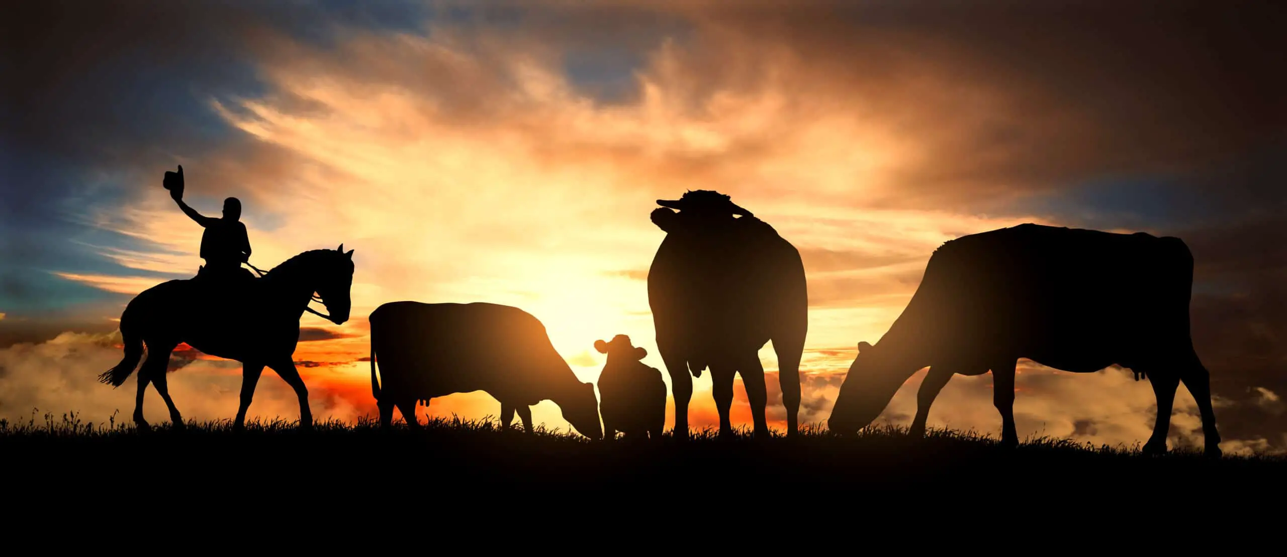 Cowboy with a herd of cattle at dusk.