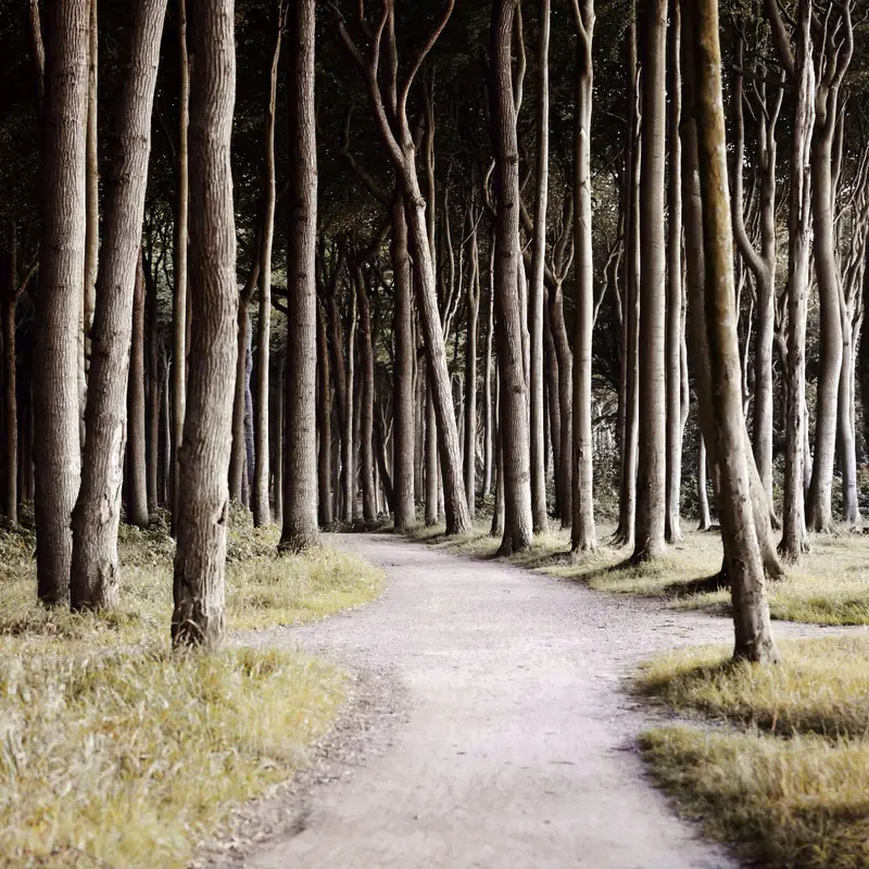 Walkway in the woods