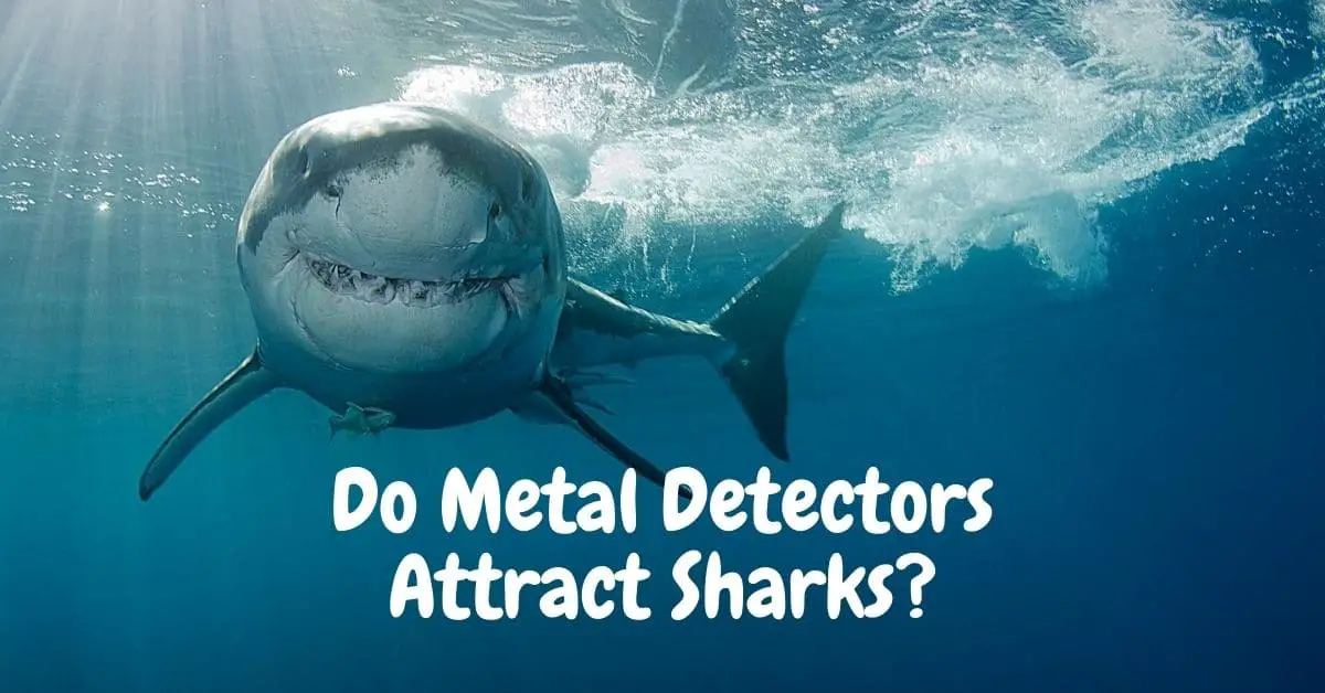 A shark and the words do metal detectors attract sharks?