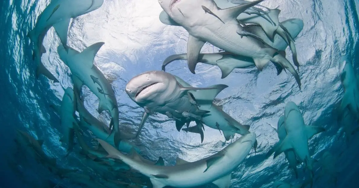 A school of sharks.