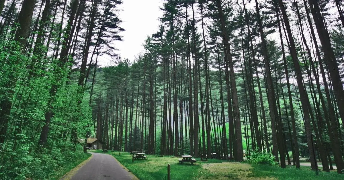 Tall trees with picnic tables and a road. State park area.