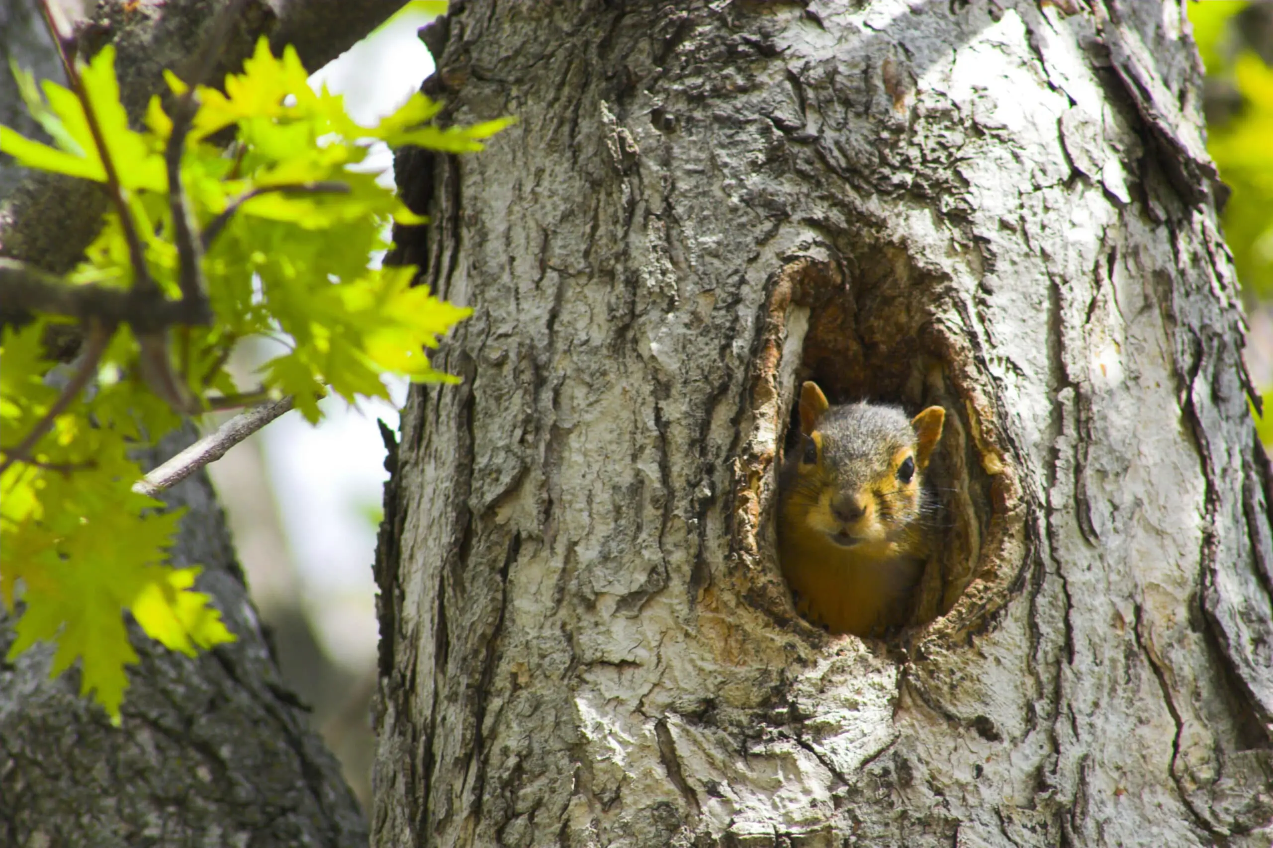 Squirrel sitting in its nest, the hole in the tree.