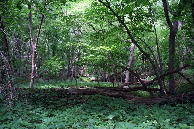 Stone Park Woods in Iowa