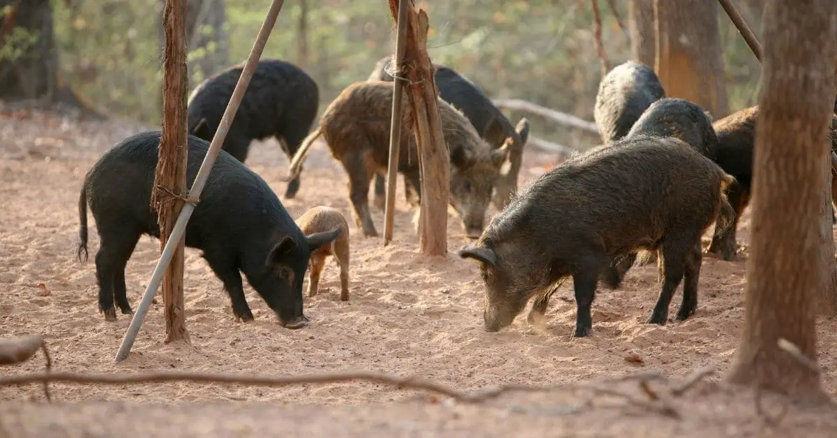 Wild hogs eating in the woods