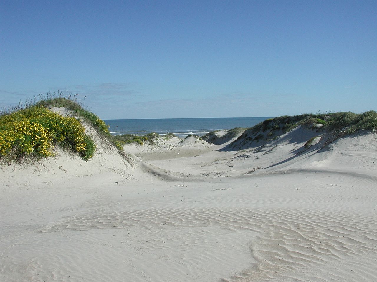 Padre Island Sand Dunes