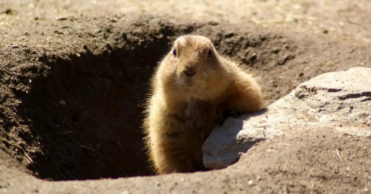 Groundhog