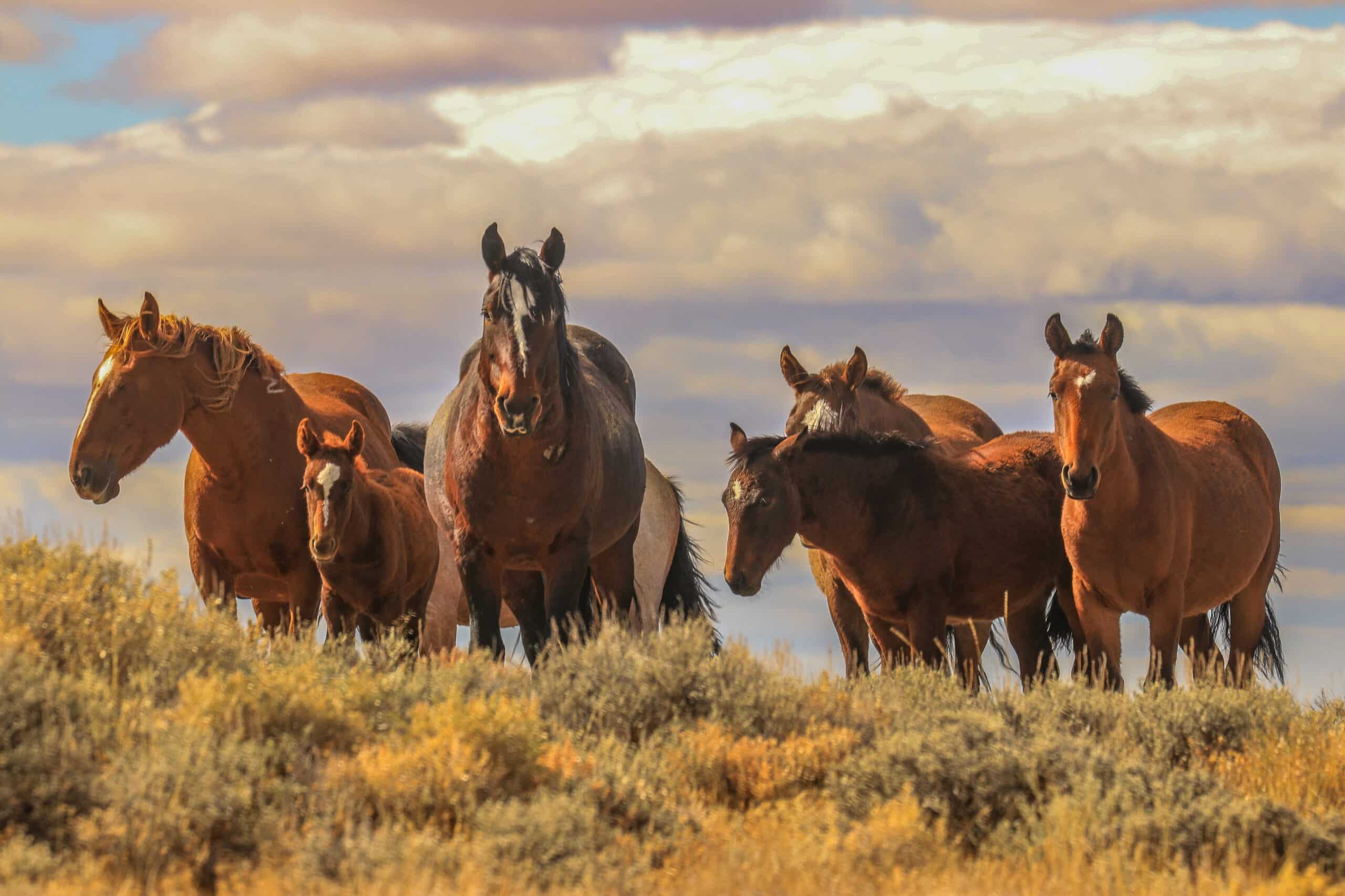 wild mustangs pilot butte Wyoming